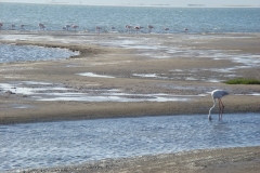 10 4 Walvis Bay Lagune 04
