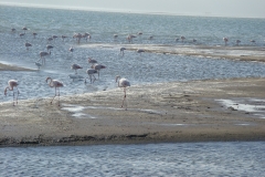10 4 Walvis Bay Lagune 05