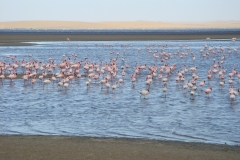 10 4 Walvis Bay Lagune 06