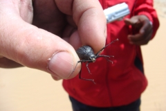 11 1 QuadTour durch die Dünen von Walvis Bay 34 Klopfkäfer