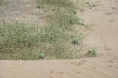 11 1 QuadTour durch die Dünen von Walvis Bay 35