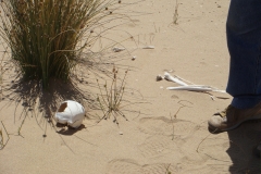 11 1 QuadTour durch die Dünen von Walvis Bay 52