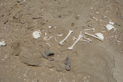 11 1 QuadTour durch die Dünen von Walvis Bay 59