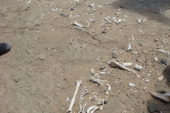 11 1 QuadTour durch die Dünen von Walvis Bay 60