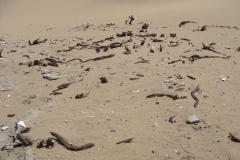 11 1 QuadTour durch die Dünen von Walvis Bay 61