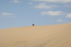 11 1 QuadTour durch die Dünen von Walvis Bay 65