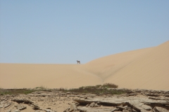 11 1 QuadTour durch die Dünen von Walvis Bay 66