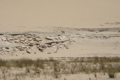 11 1 QuadTour durch die Dünen von Walvis Bay 67