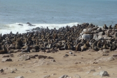 11 2 Cape Cross + Seal Colony 03