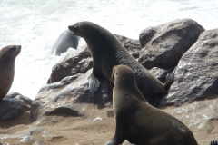 11 2 Cape Cross + Seal Colony 09