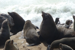 11 2 Cape Cross + Seal Colony 10