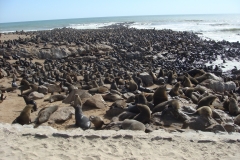 11 2 Cape Cross + Seal Colony 11