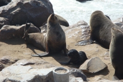 11 2 Cape Cross + Seal Colony 15