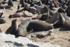 11 2 Cape Cross + Seal Colony 16