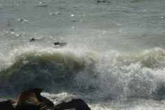 11 2 Cape Cross + Seal Colony 17