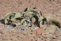 11 3 Welwitschia 2