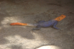 13 2 Epupa Camp 05