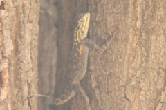 13 2 Epupa Camp 34