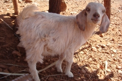 14 1 Himba-Dorf bei Epupa 15
