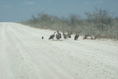 15 1 Etosha 03