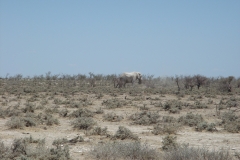 15 1 Etosha 05