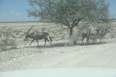 15 1 Etosha 06