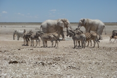 15 1 Etosha 09