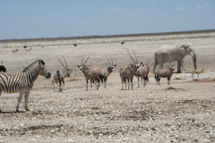 15 1 Etosha 10