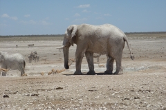 15 1 Etosha 12