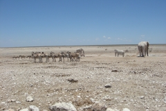 15 1 Etosha 13