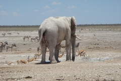 15 1 Etosha 15